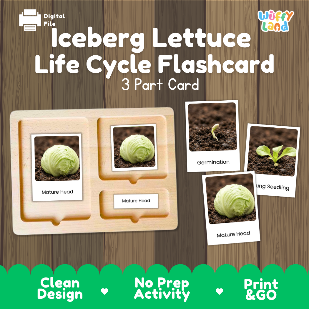 Iceberg Lettuce Life Cycle Flashcard set by Wiffy Land, featuring a 3-part wooden card tray and three sample flashcards showing germination, seedling, and mature head stages, displayed on a wood-grain background with green feature banners.