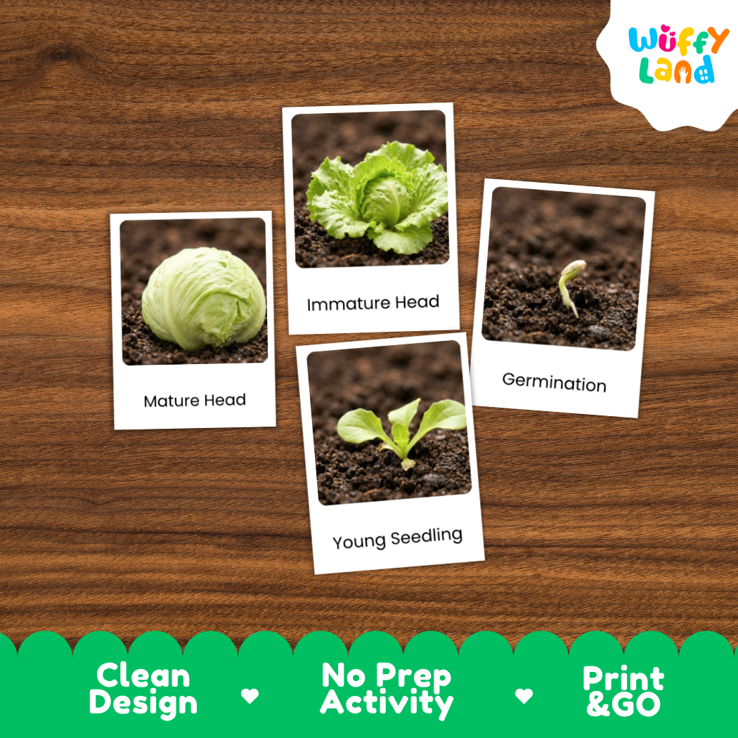 A set of four educational gardening cards showing plant growth stages ('Mature Head', 'Immature Head', 'Germination', 'Young Seedling') arranged on a brown wood-grain background. The brand logo 'Wuffy Land' is visible in the top right corner.