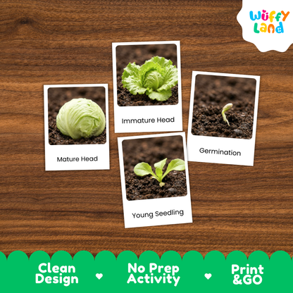 A set of four educational gardening cards showing plant growth stages ('Mature Head', 'Immature Head', 'Germination', 'Young Seedling') arranged on a brown wood-grain background. The brand logo 'Wuffy Land' is visible in the top right corner.
