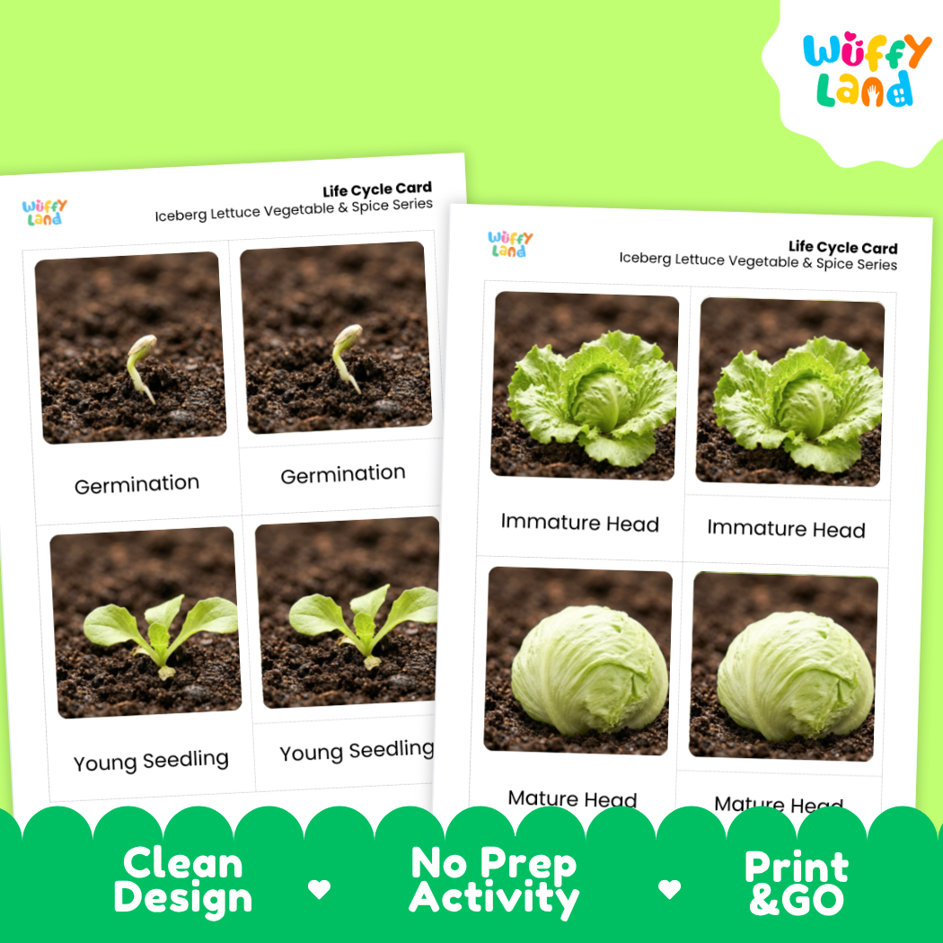 Two printed life cycle cards for iceberg lettuce and spice series shown on a bright green background. The cards show labeled photos of seed germination, young seedling, immature head, and mature head stages.