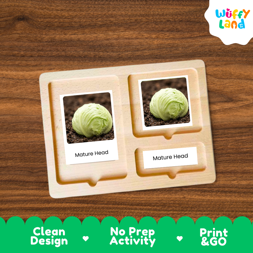 A wooden Montessori-style activity board with two labeled slots reading 'Mature Head,' each holding a photo of a cabbage head in soil. The board is shown on a wood-grain surface, with a Wuffi Land logo in the top right and a green promotional banner along the bottom.
