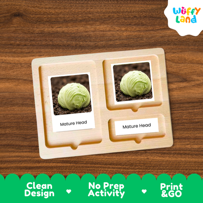 A wooden Montessori-style activity board with two labeled slots reading 'Mature Head,' each holding a photo of a cabbage head in soil. The board is shown on a wood-grain surface, with a Wuffi Land logo in the top right and a green promotional banner along the bottom.
