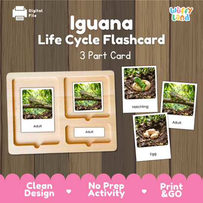 Iguana Life Cycle Flashcard set by Wiffy Land, featuring a wooden 3-part card tray with labeled sections for adult and egg, shown alongside separate flashcard images depicting the hatching and adult stages on a wood-plank background.