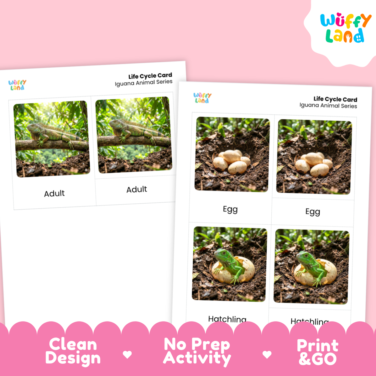 Two printed life cycle cards for an iguana animal series shown on a pink background. The cards show labeled photos of adult iguanas, eggs, and hatchlings, with the brand name Wuffly Land visible in the top right corner.