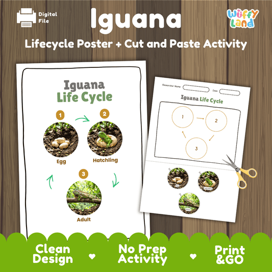 Iguana life cycle sequencing reference chart and cut and paste student worksheet with 3 developmental stages