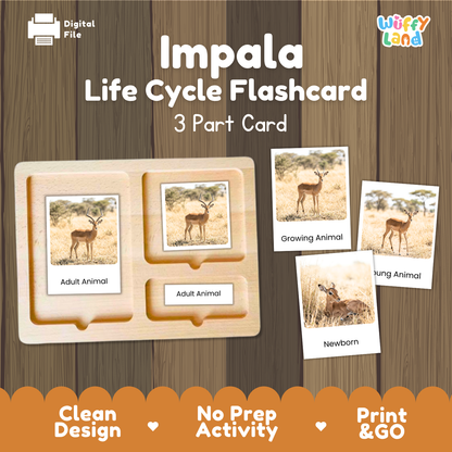 Impala Life Cycle Flashcards | Montessori 3 Part Cards Mammal Activity