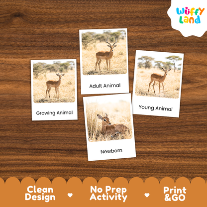 Impala Life Cycle Flashcards | Montessori 3 Part Cards Mammal Activity