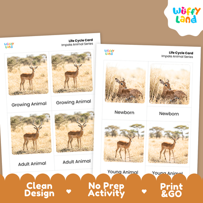 Impala Life Cycle Flashcards | Montessori 3 Part Cards Mammal Activity