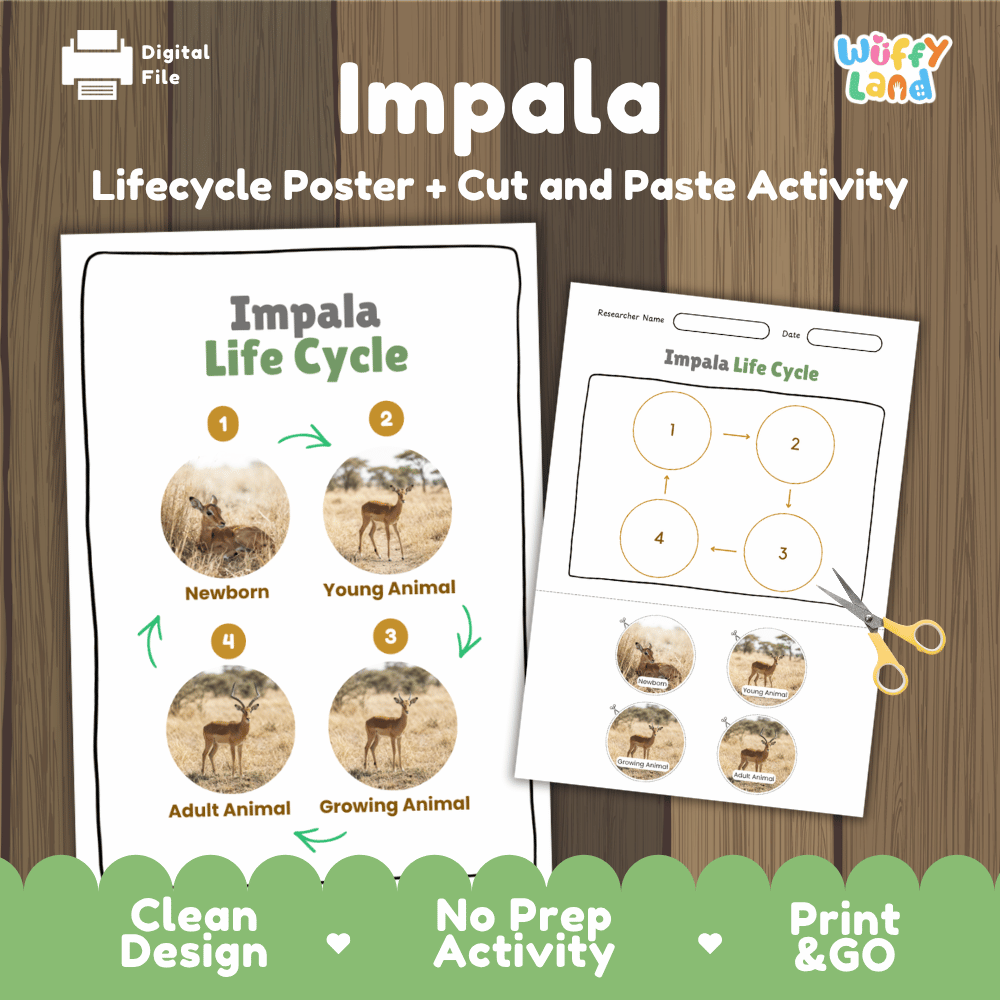 Impala Life Cycle Poster and Cut and Paste Activity Worksheets