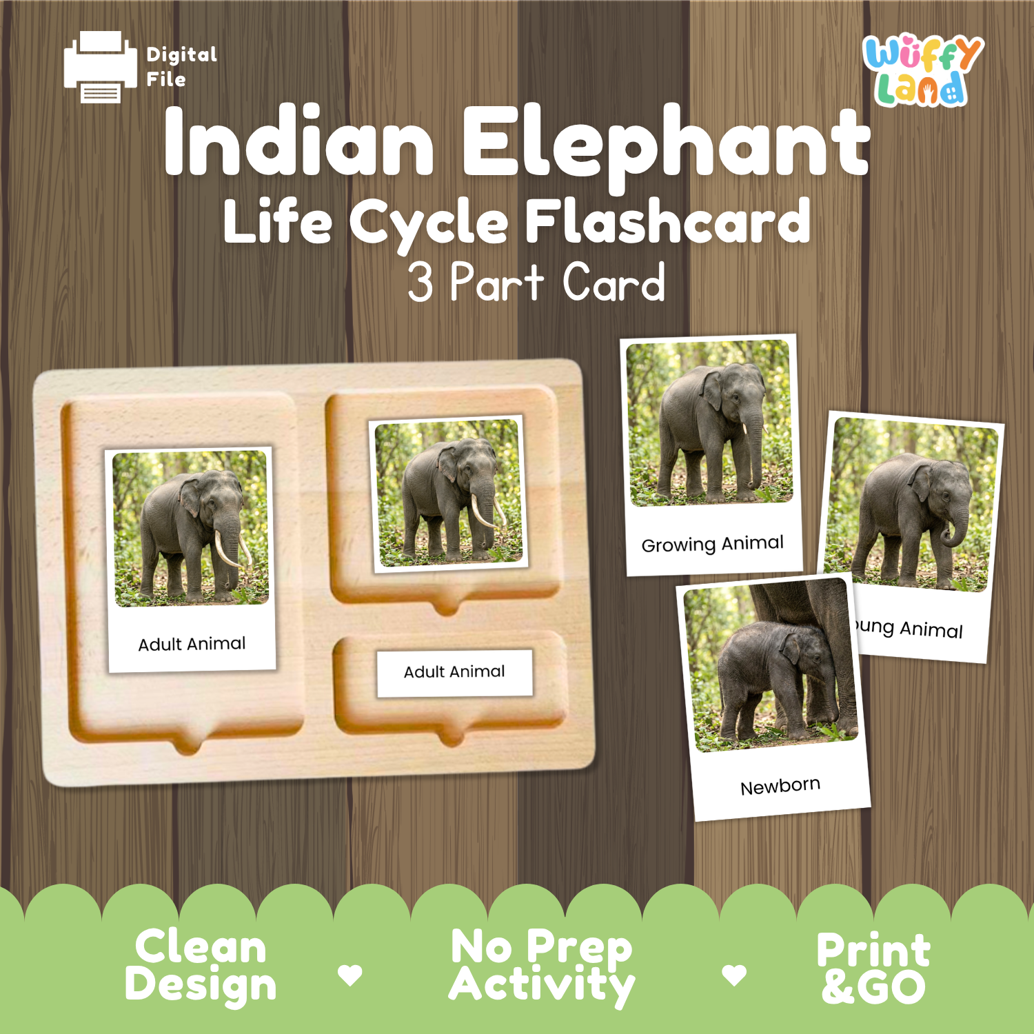 Digital product preview for an 'Indian Elephant Life Cycle Flashcard' set by Wiffy Land, showing a wooden 3-part card tray with sample elephant photos labeled Adult Animal, Growing Animal, and Newborn on a wood-grain background.