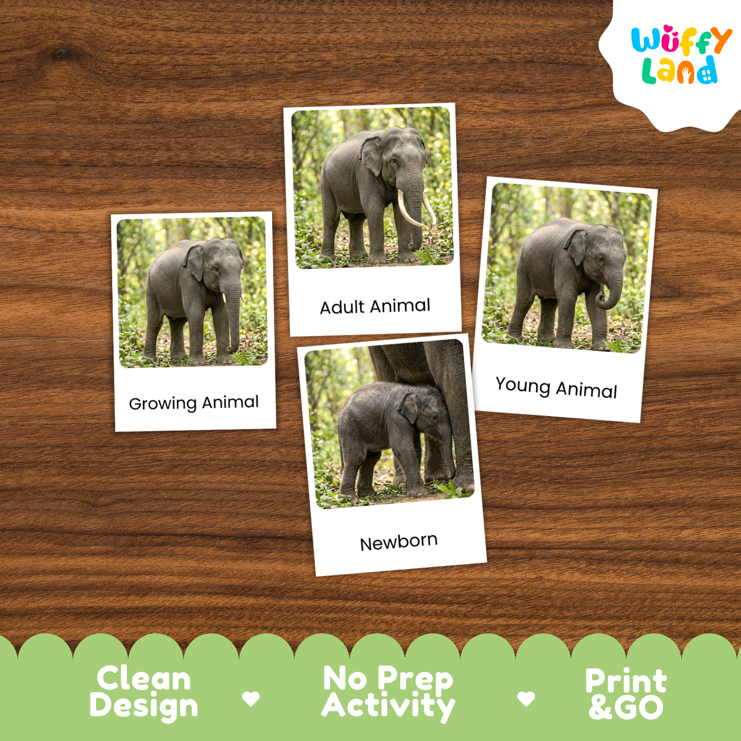 Indian Elephant Life Cycle Flashcards | Montessori 3 Part Cards Mammal Activity
