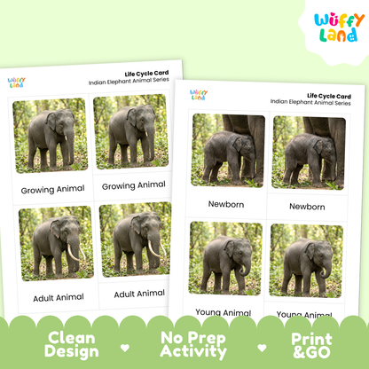 Two printed educational cards showing staged photos of an Indian elephant at different ages, with text labels 'Growing Animal,' 'Newborn,' 'Adult Animal,' and 'Young Animal.' The cards are displayed on a pale green background with a Wiffy Land logo and marketing text along the bottom.