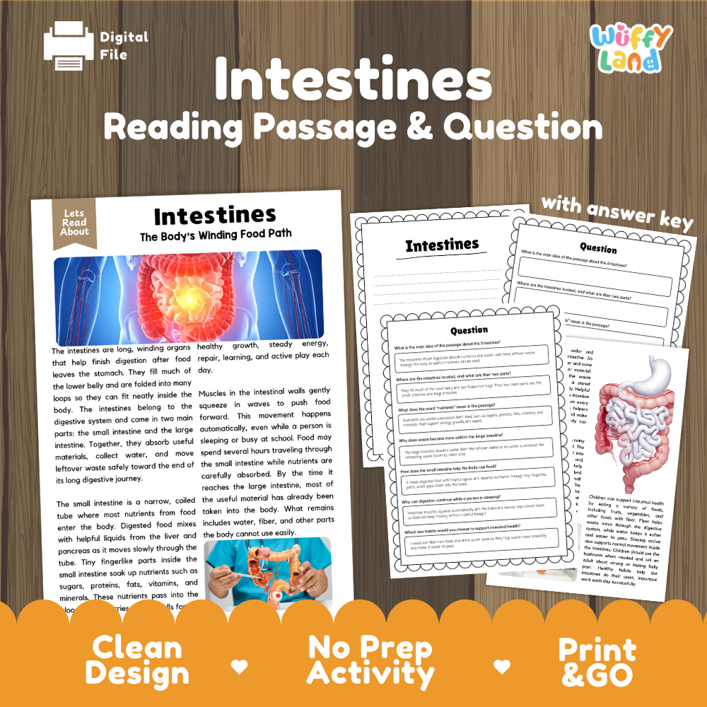 Intestines reading comprehension passage and questions printable activity pack with answer key for elementary students