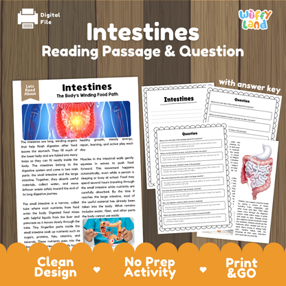 Intestines reading comprehension passage and questions printable activity pack with answer key for elementary students