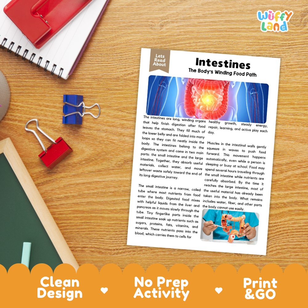 Student reading comprehension worksheet with short-answer questions and lined sections about the human intestines