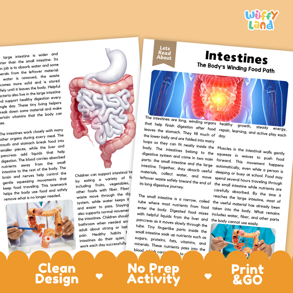 Teacher answer key page showing complete question solutions for Intestines human body reading comprehension practice