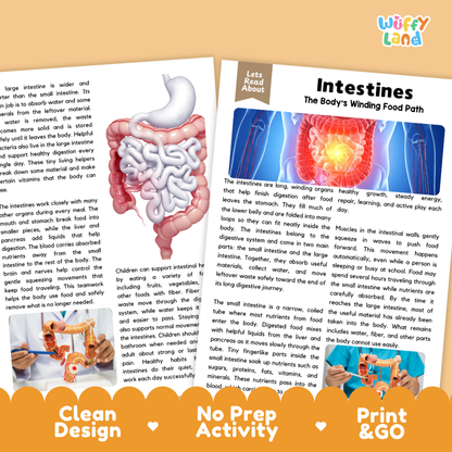Teacher answer key page showing complete question solutions for Intestines human body reading comprehension practice