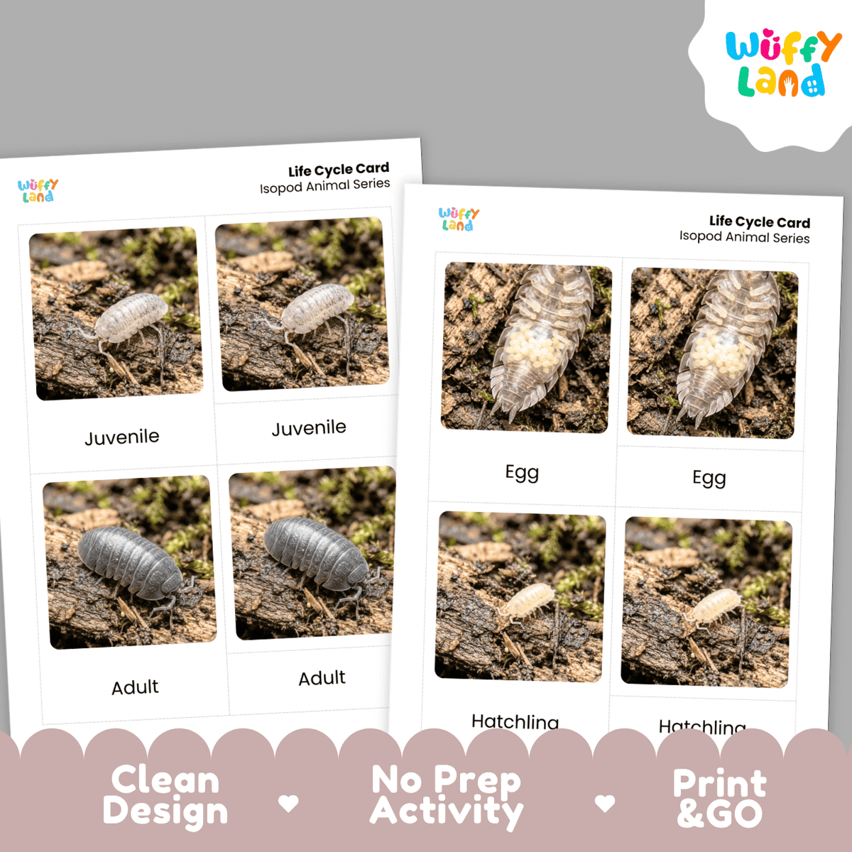 Isopod Life Cycle Flashcards | Montessori 3 Part Cards Science Activity