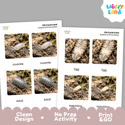 Isopod Life Cycle Flashcards | Montessori 3 Part Cards Science Activity