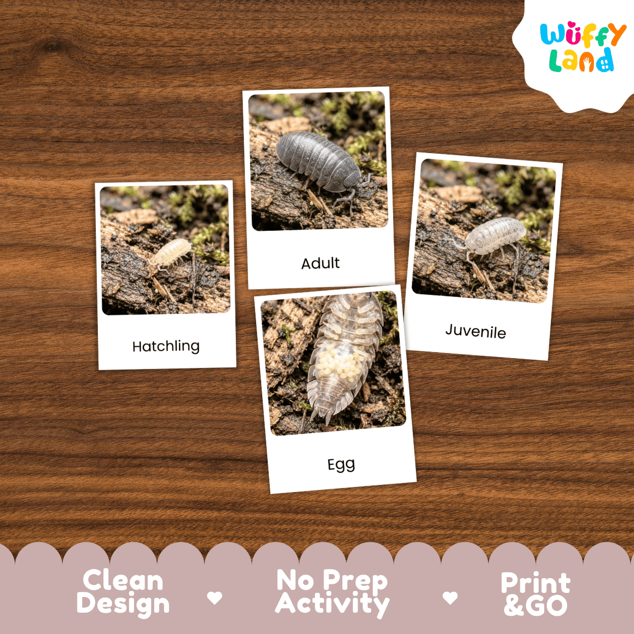 Isopod Life Cycle Flashcards | Montessori 3 Part Cards Science Activity