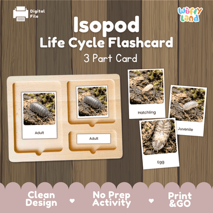 Isopod Life Cycle Flashcards | Montessori 3 Part Cards Science Activity