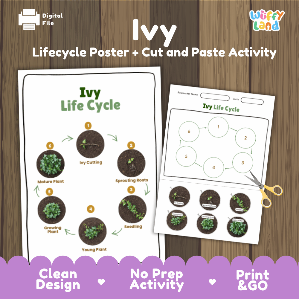 Ivy Lifecycle Poster and Cut and Paste Activity Worksheets | Plant Science Printables