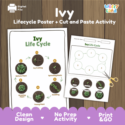 Ivy Lifecycle Poster and Cut and Paste Activity Worksheets | Plant Science Printables