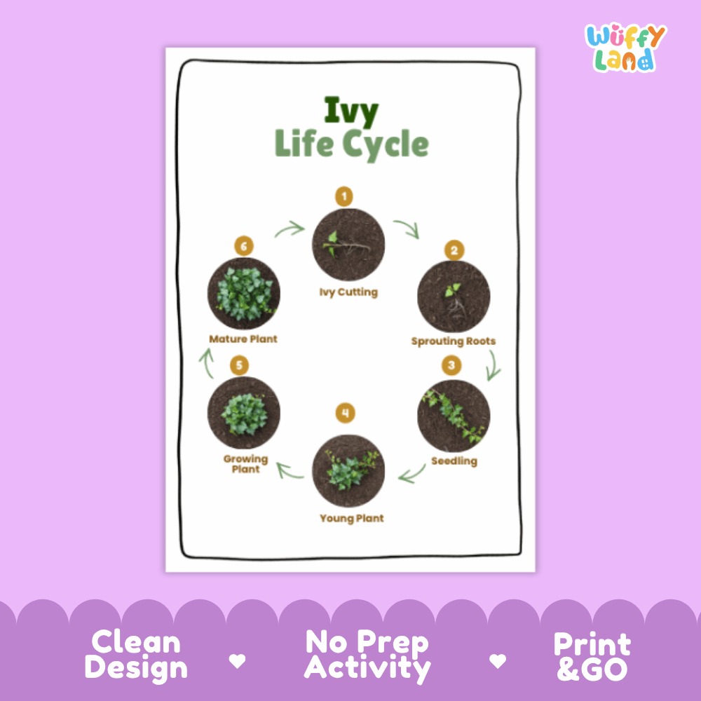 Ivy Lifecycle Poster and Cut and Paste Activity Worksheets | Plant Science Printables