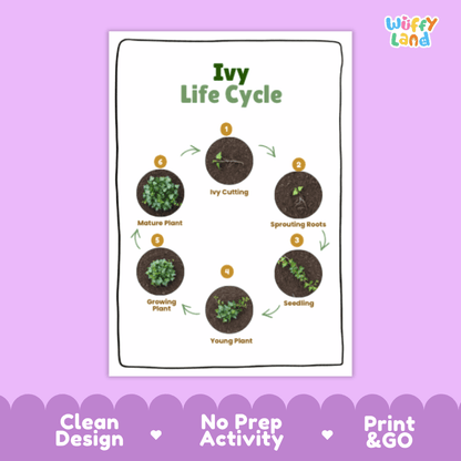 Ivy Lifecycle Poster and Cut and Paste Activity Worksheets | Plant Science Printables