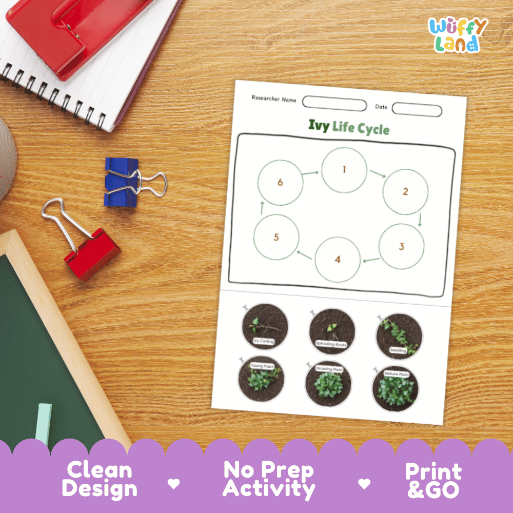 Ivy Lifecycle Poster and Cut and Paste Activity Worksheets | Plant Science Printables