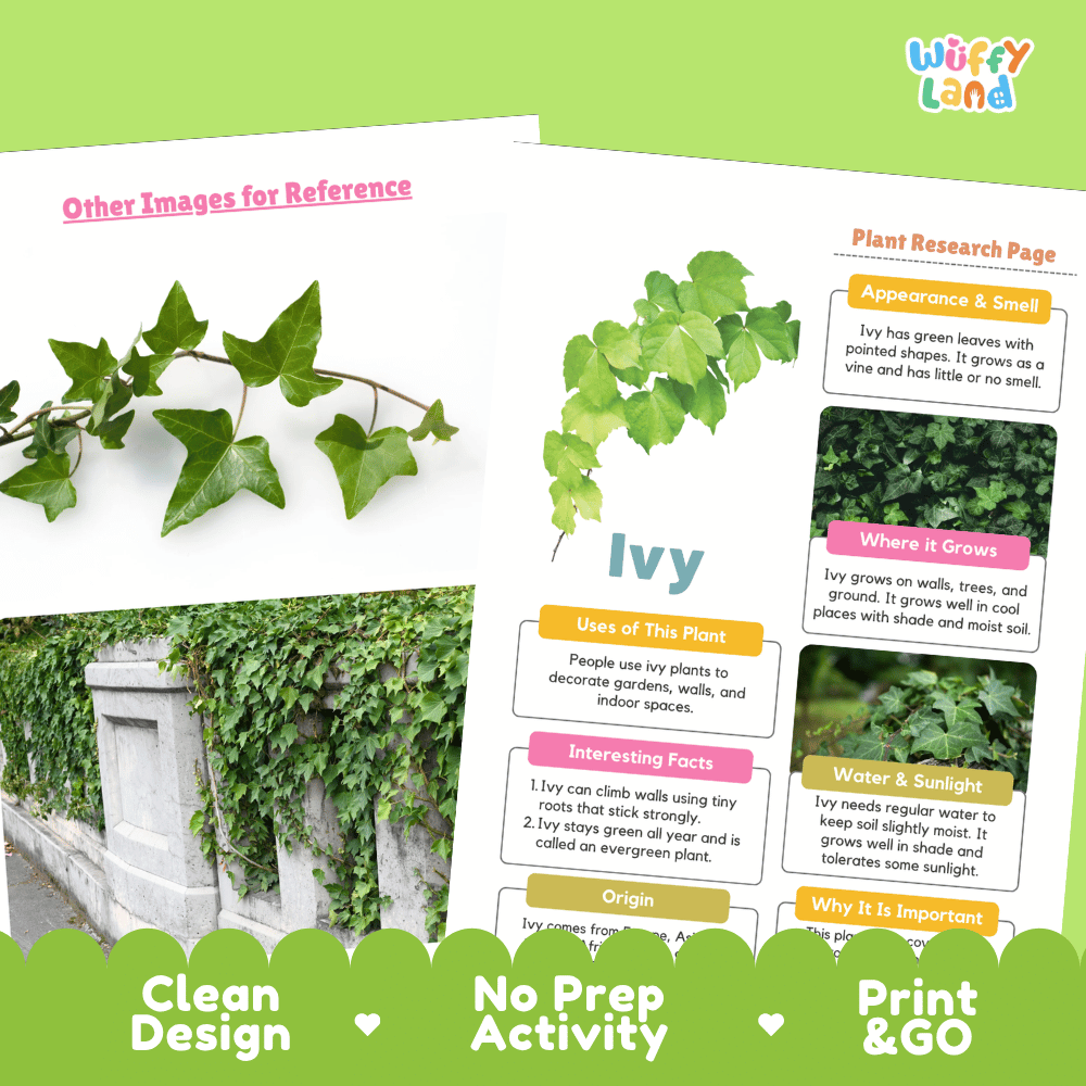 Ivy Plant Research Page Worksheets and Information Poster