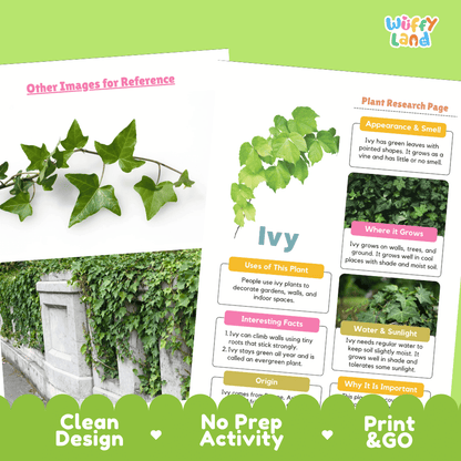 Ivy Plant Research Page Worksheets and Information Poster