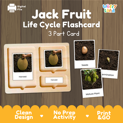Jack Fruit Life Cycle Flashcards | Montessori 3 Part Cards Science Activity