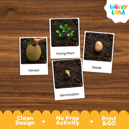 Jack Fruit Life Cycle Flashcards | Montessori 3 Part Cards Science Activity