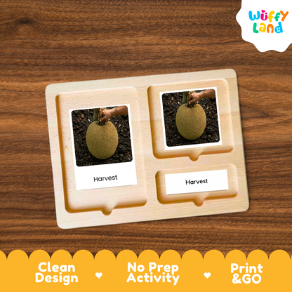 Jack Fruit Life Cycle Flashcards | Montessori 3 Part Cards Science Activity