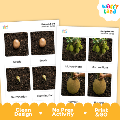 Jack Fruit Life Cycle Flashcards | Montessori 3 Part Cards Science Activity