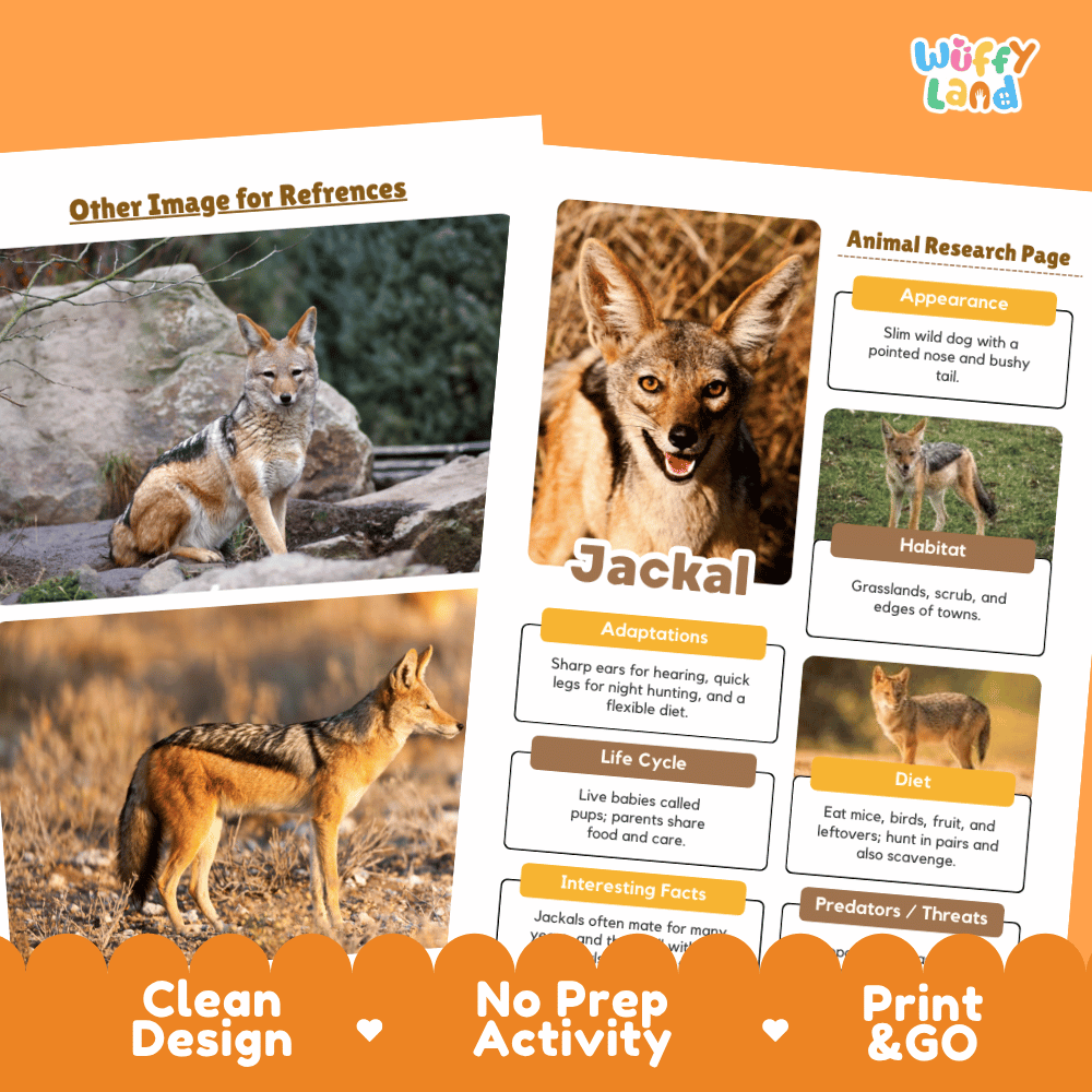 A printed educational poster or activity sheet about a jackal, shown as a mockup with an orange header and footer. The sheet includes a title reading 'Other Image for References,' a large jackal photo, an animal research page layout with labeled sections, and promotional text along the bottom reading 'Clean Design,' 'No Prep Activity,' and 'Print & GO.