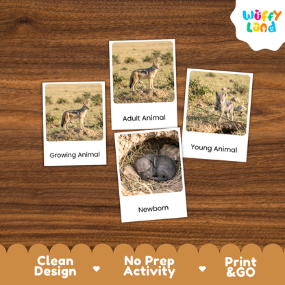 Jackal Life Cycle Flashcards | Montessori 3 Part Cards Mammal Activity