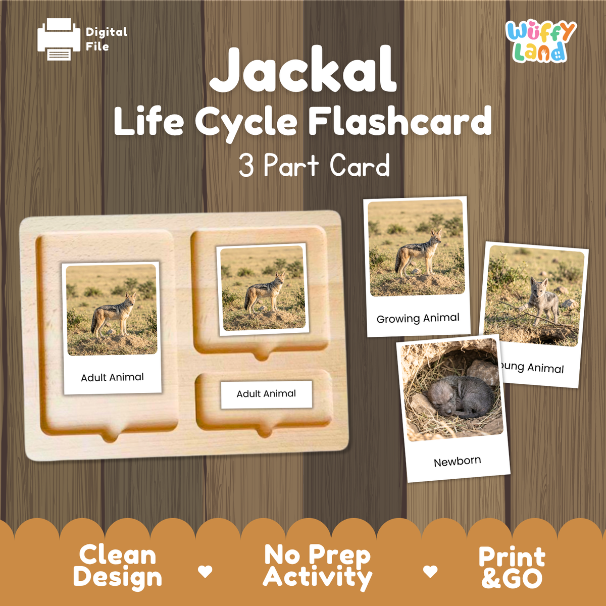 Jackal Life Cycle Flashcard set by Wiffy Land, featuring a wooden 3-part card tray and sample flashcards showing stages from adult animal to newborn, on a wood-grain background with promotional text.