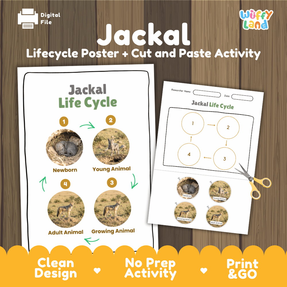 Jackal Life Cycle Poster and Cut and Paste Activity Worksheets