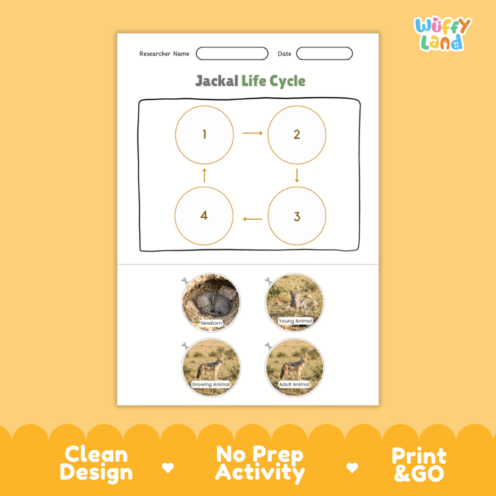 Jackal Life Cycle Poster and Cut and Paste Activity Worksheets