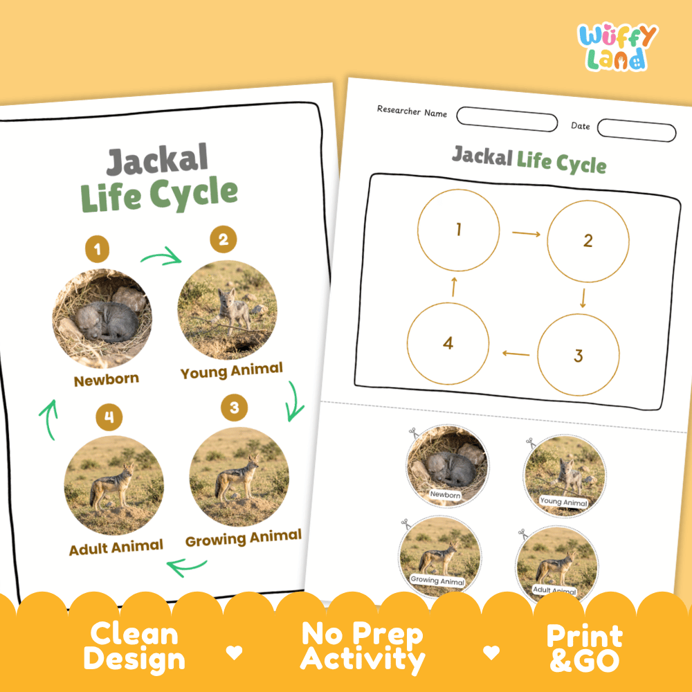 Jackal Life Cycle Poster and Cut and Paste Activity Worksheets