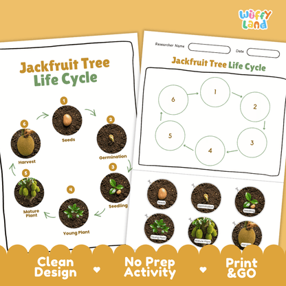 Jackfruit Tree Life Cycle Poster and Cut and Paste Activity Worksheets