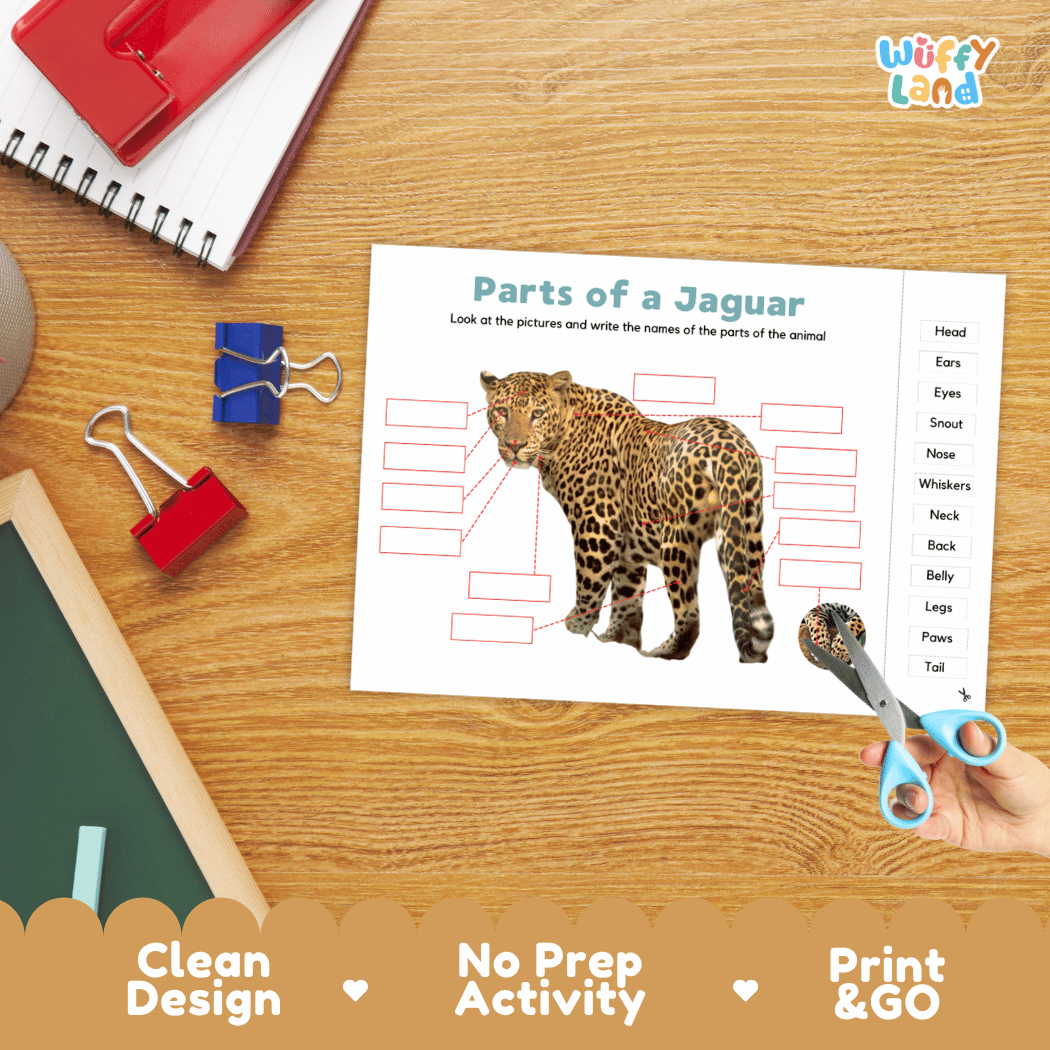 Differentiated jaguar body parts labeling worksheets featuring fill-in write-in boxes and vocabulary word bank