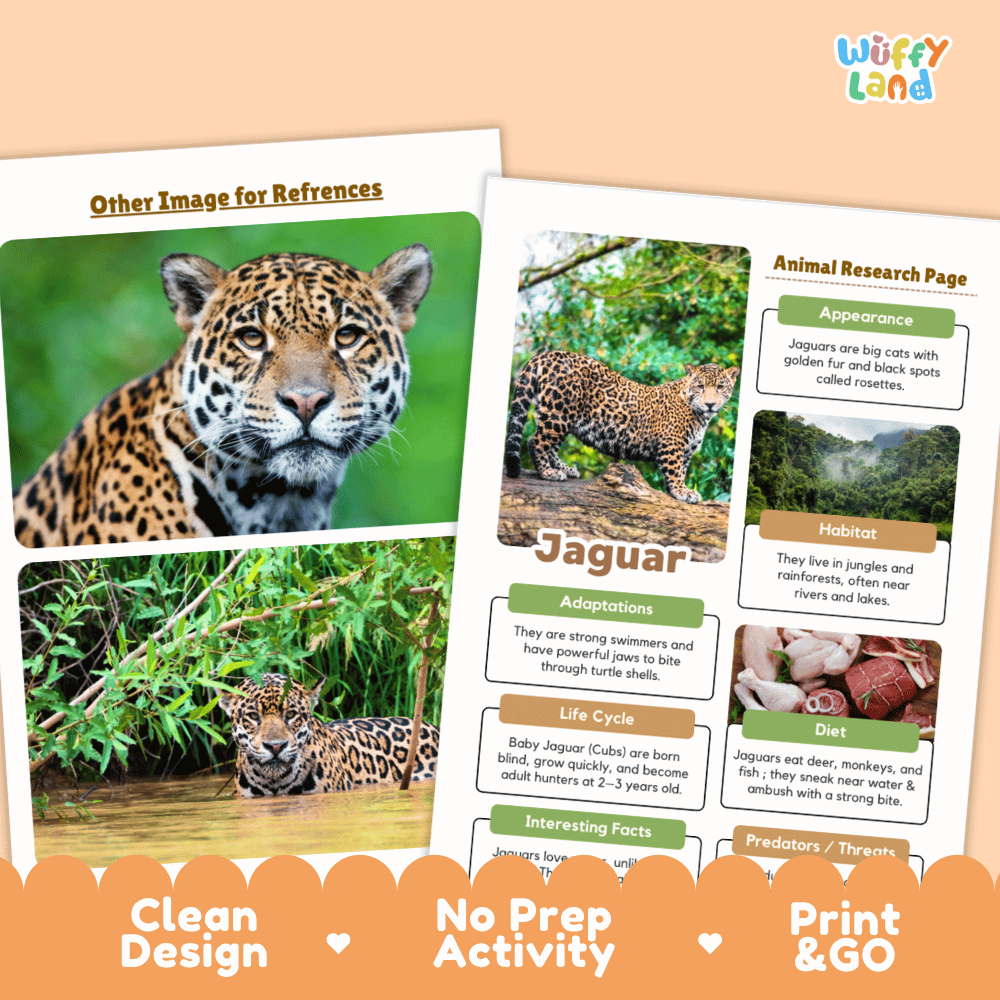 Two educational activity sheets for learning about jaguars, displayed on a white background with an orange decorative banner at the bottom. The left sheet features a large photo of a jaguar, and the right sheet is an animal research page with text boxes about the jaguar's appearance, habitat, adaptations, life cycle, and diet.