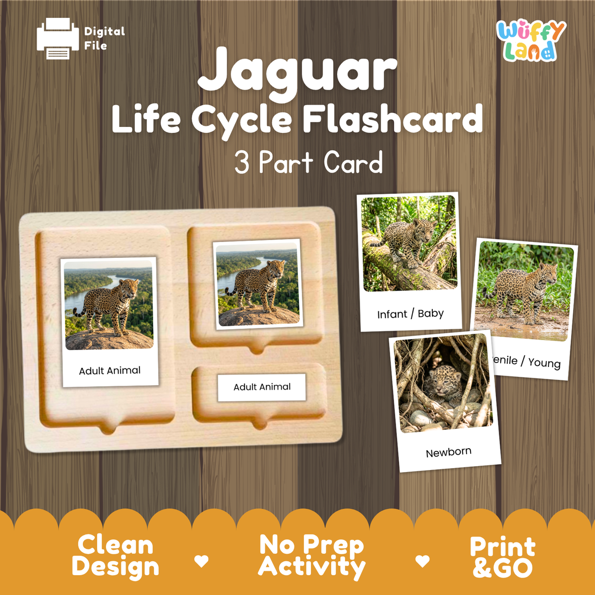 Jaguar Life Cycle Flashcards - Montessori 3 Part Cards Printable Activity