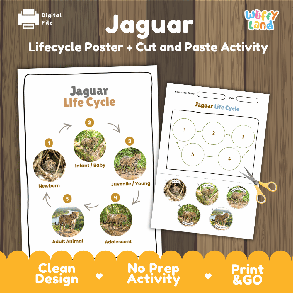 Jaguar Life Cycle Poster and Cut and Paste Worksheet Activity