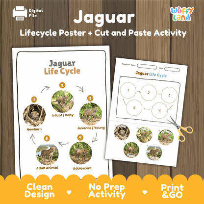 Jaguar Life Cycle Poster and Cut and Paste Worksheet Activity