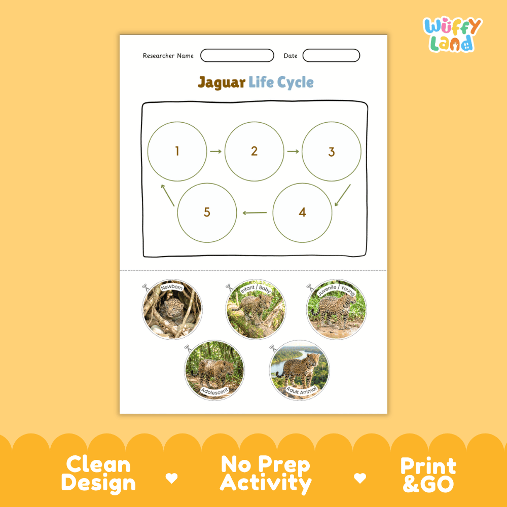 Jaguar Life Cycle Poster and Cut and Paste Worksheet Activity