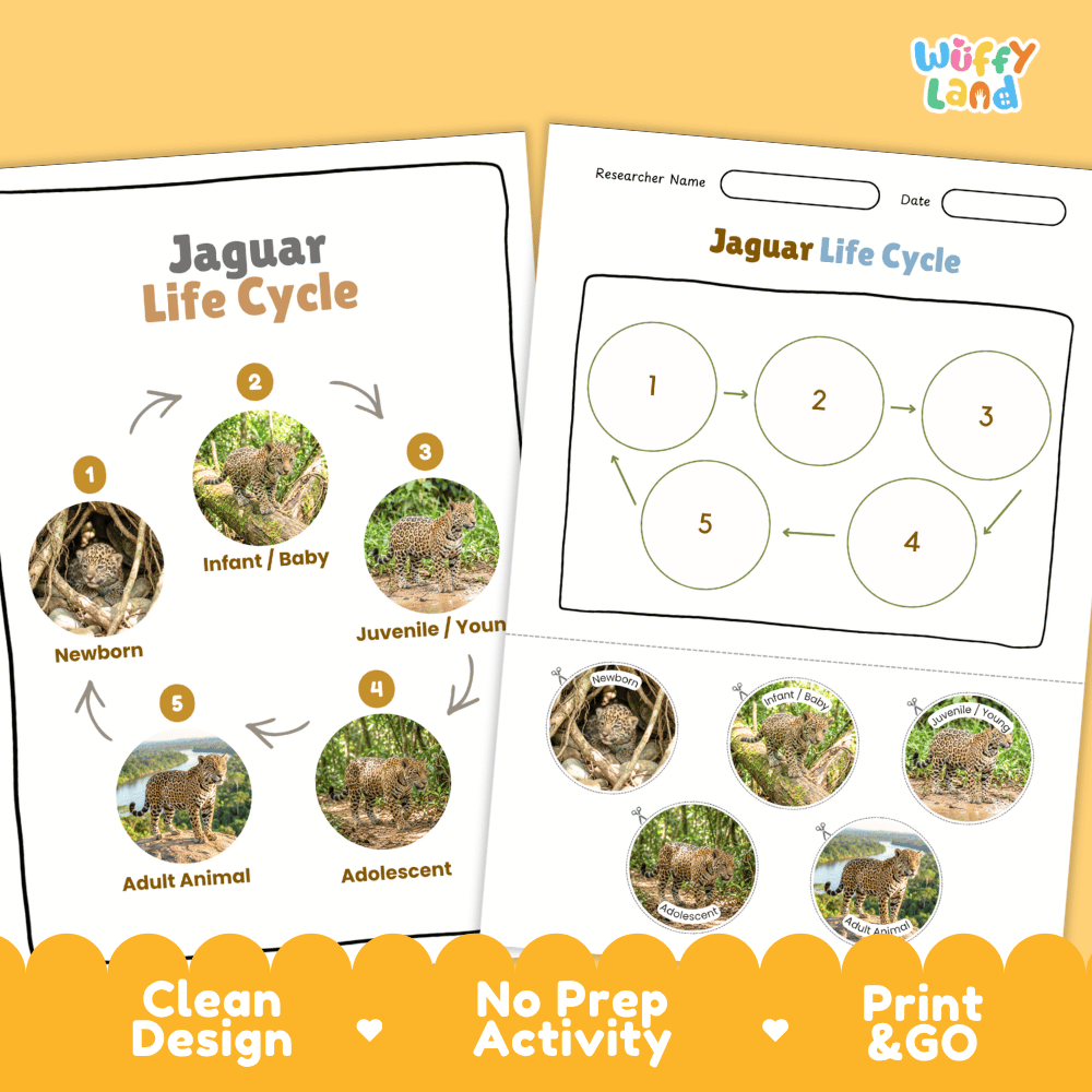 Jaguar Life Cycle Poster and Cut and Paste Worksheet Activity